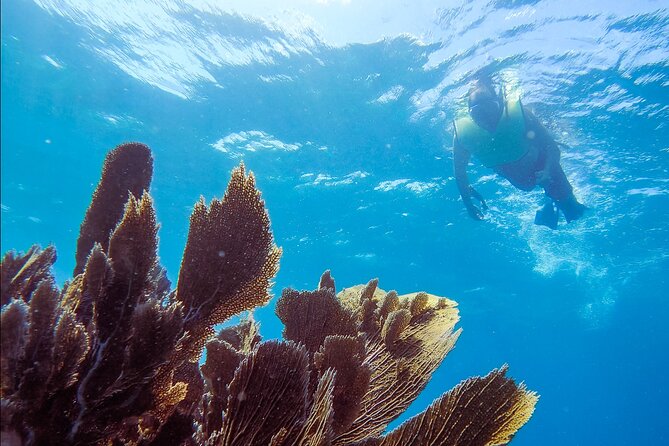 Snorkel Key Largo on Our COMBO Boat With Snorkeling Gear INCLUDED - Key Points