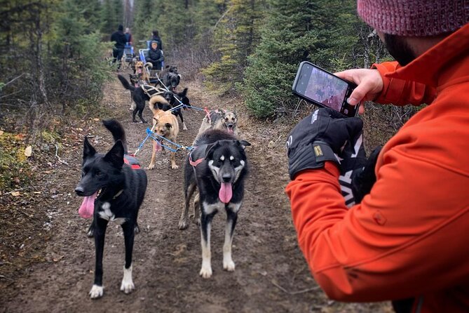 Summer Dog Sledding Adventure in Willow, Alaska - Experience the Thrill of Dog Sledding