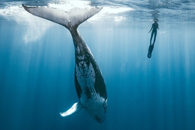 Swim With Humpback Whales - Key Points