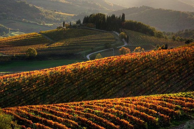 Tuscany Hiking Tour From Siena Including Wine Tasting - Key Points
