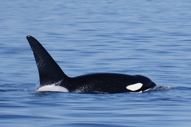 Victoria Whale Watching Tour by Zodiac - Tour Highlights