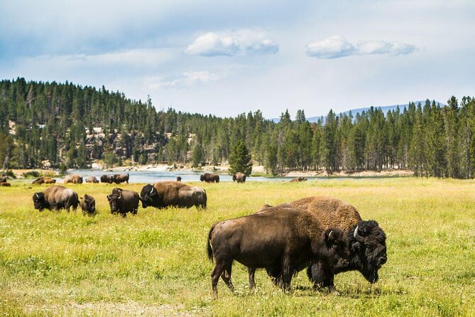 Yellowstone River 8-Mile Paradise Raft Trip - Key Points