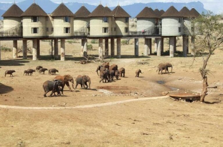 3 Days Safari to Saltlick Lodge From Nairobi