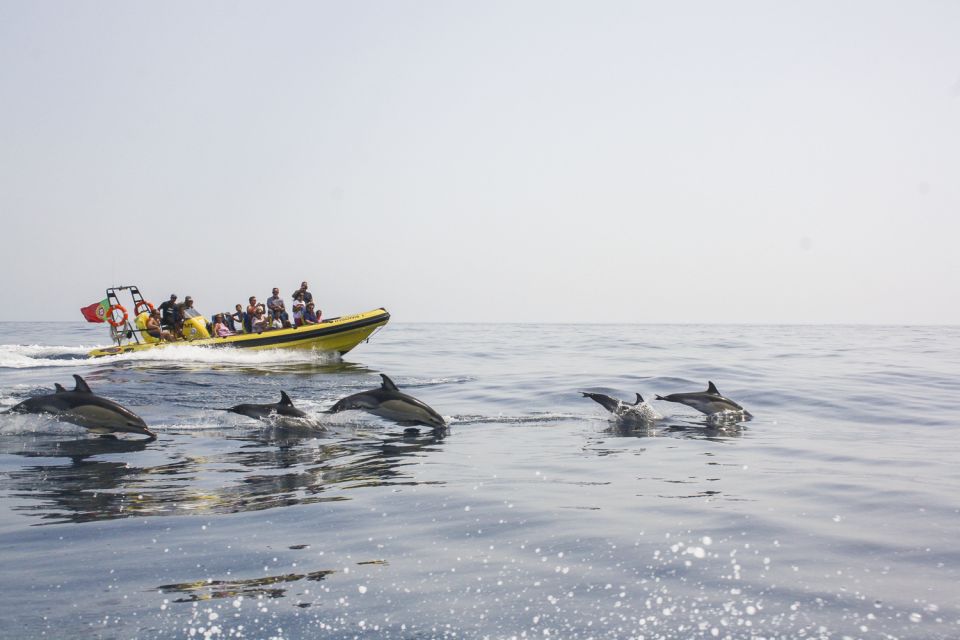 Albufeira: Benagil Caves & Dolphin Watching Speed Boat Tour - Tour Overview & Highlights