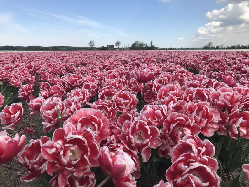 Alkmaar: Tulip and Spring Flower Fields Bike Tour - Tour Details
