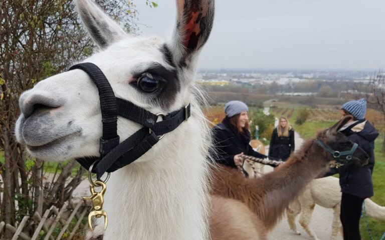 Alpaca & Llama Hike Mödling Vienna Austria – Exclusive Group