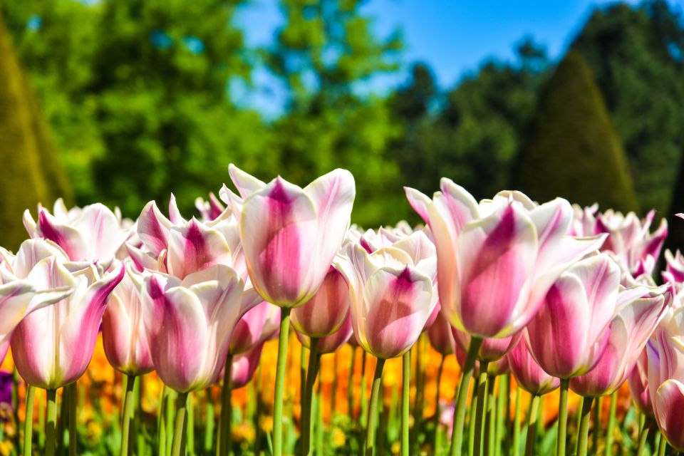 Amsterdam: Keukenhof & Tulip Experience Live Guided Day Tour - Tour Details and Duration