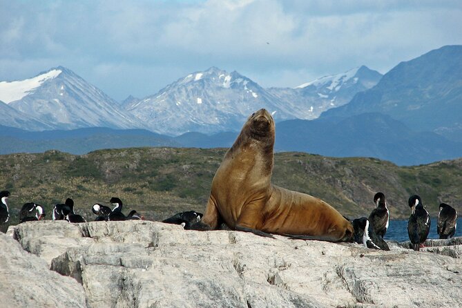 Beagle Channel Sailing Tour: Birds, Seals & Penguins Islands