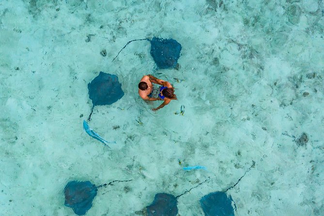 Bora Bora Eco Snorkel Cruise Including Snorkeling With Sharks and Stingrays - Tour Highlights