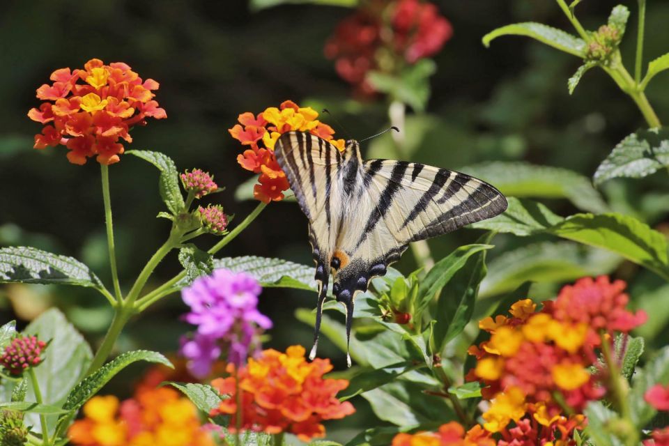 BOTANICAL PARK & GARDENS OF CRETE - Location and Landscape