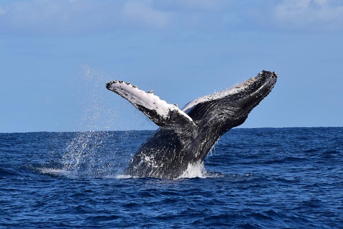 Cabo Private Whale Watching Tour – Incl FREE Photos & Whale Sightings Guarantee