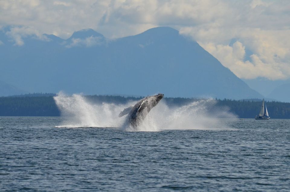 Campbell River: 6-Hour Whale Watching Boat Tour - Tour Highlights