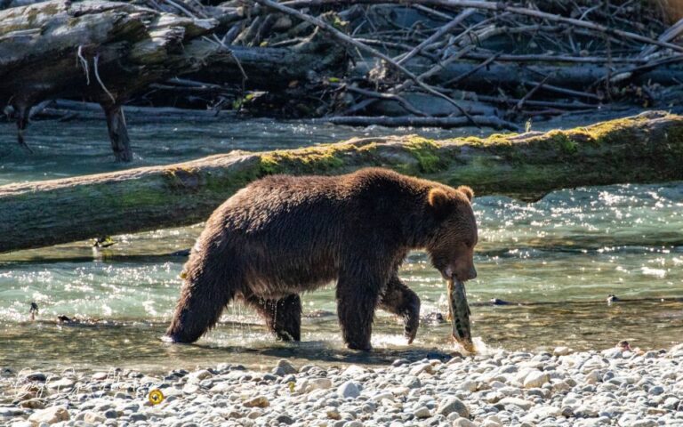 Campbell River: Full-Day Grizzly Bear Tour
