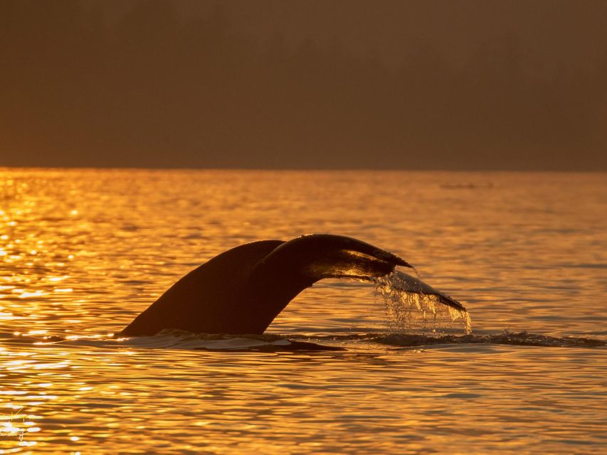 Campbell River: Scenic Sunset Tour By Boat - Tour Details