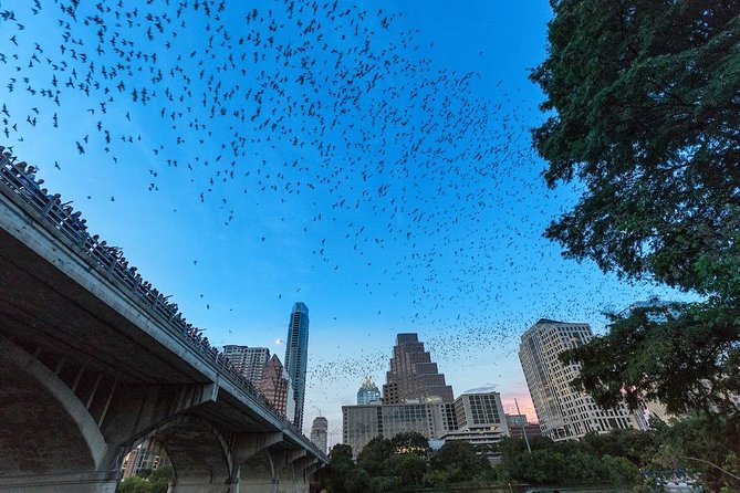Congress Avenue Bat Bridge Kayak Tour in Austin - Tour Details