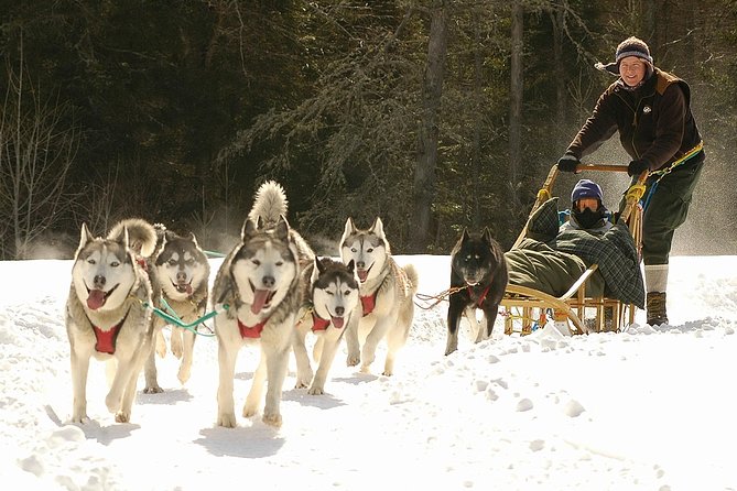 Dogsled Adventure in Mont-Tremblant - Traveler Experience Highlights