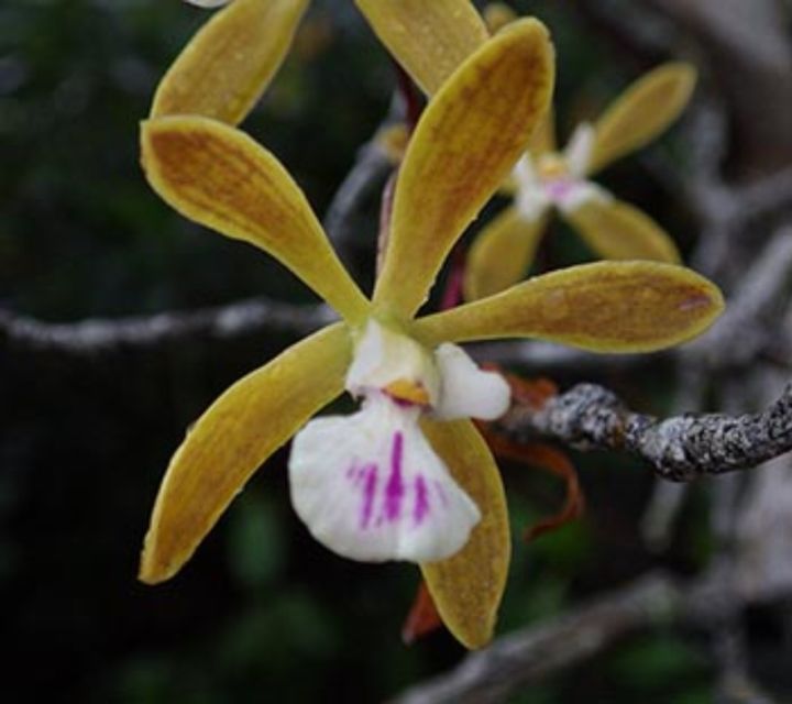 Everglades: Everglades Alligators and Orchids Kayak Eco Tour