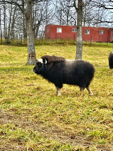 From Anchorage: Scenic Drive and Guided Musk Ox Farm Tour - Important Information