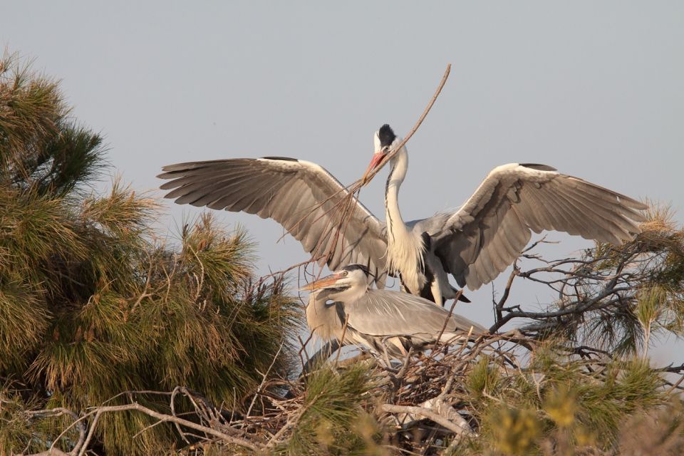 From Avignon: Half-Day Camargue and Saintes-Maries-de-la-Mer - Tour Details