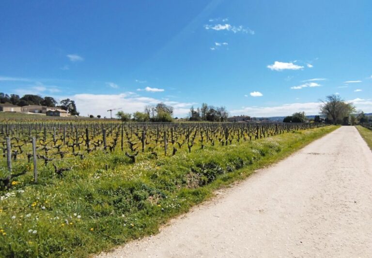 From Bordeaux to Saint Emilion by Gravel Bike – Wine Tasting