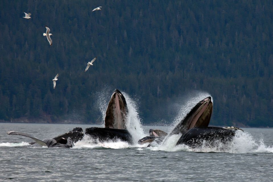 From Juneau: Whale Watching Cruise With Snacks - Experience