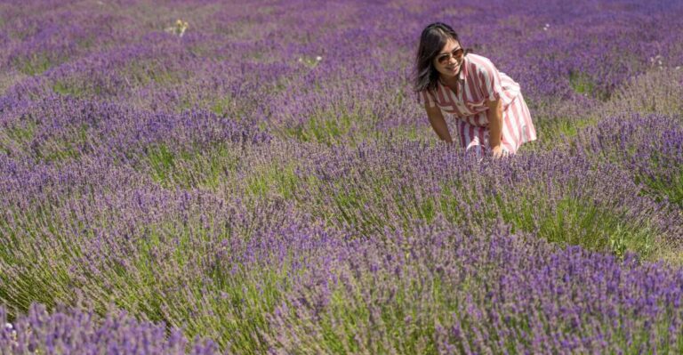 From Marseille: Lavender Full-Day Valensole