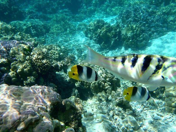 Full-Day Bora Bora Lagoon Cruise Including Snorkeling With Sharks and Stingrays