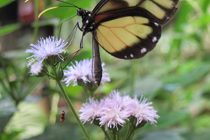 Guided Butterfly Conservatory Tour in Costa Rica