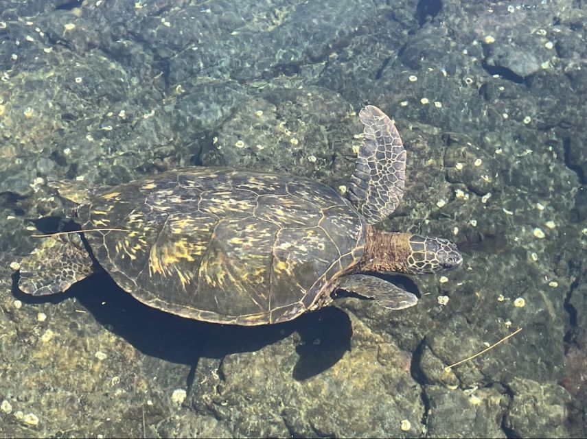 Hilo: Sea Turtle Lagoon and Black Sand Beach Snorkel - Booking Information