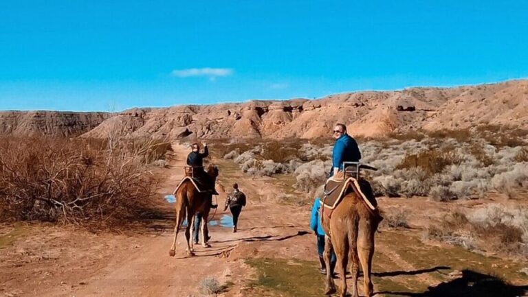 Las Vegas: Desert Camel Ride