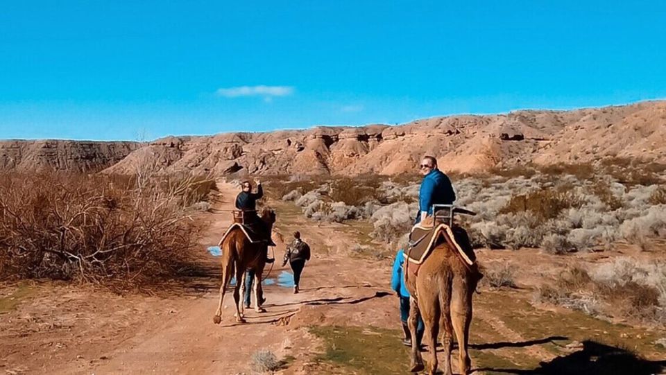 Las Vegas: Desert Camel Ride - Activity Details