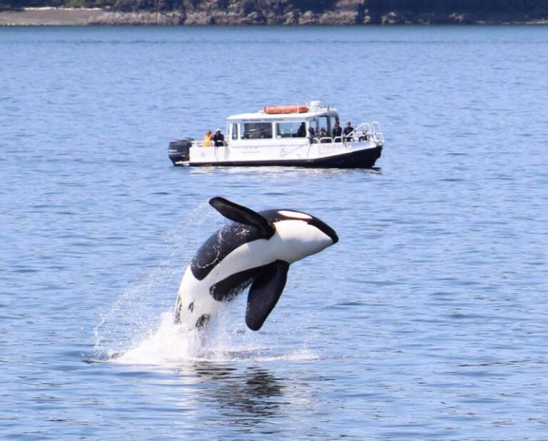 Lopez Island: Whales & Wildlife Boat Tour