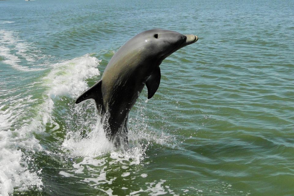 Marco Island: 2-Hour Dolphin, Birding, and Shelling Tour - Tour Inclusions