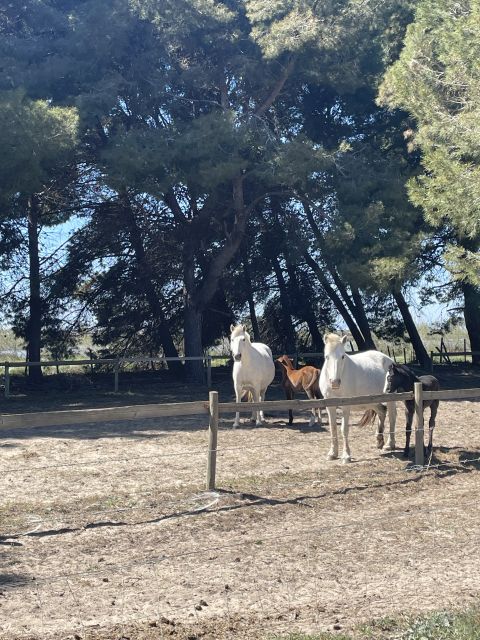 Montpellier: Guided Half-Day Trip to a Camargue Manade