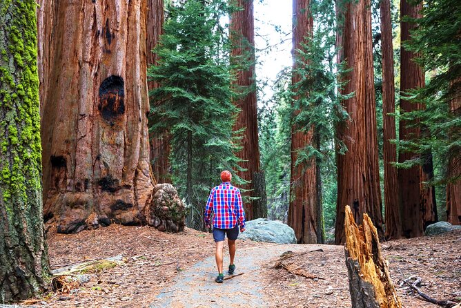 Muir Woods With Napa & Sonoma Wine Tour - Tour Highlights