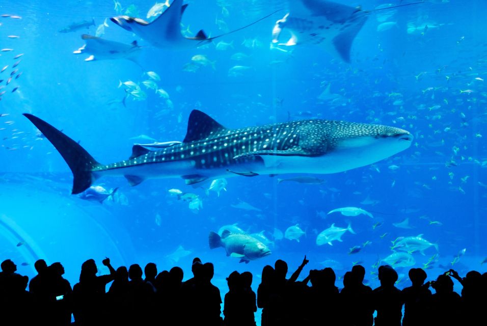 Naha: North Okinawa Sightseeing Tour & Churaumi Aquarium - Tour Details