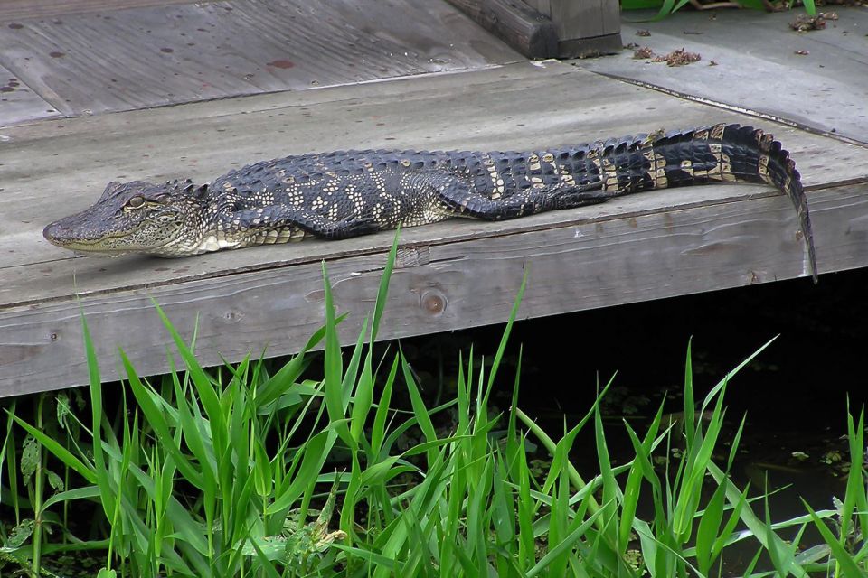 New Orleans: Destrehan Plantation & Airboat Combo Tour - Activity Details