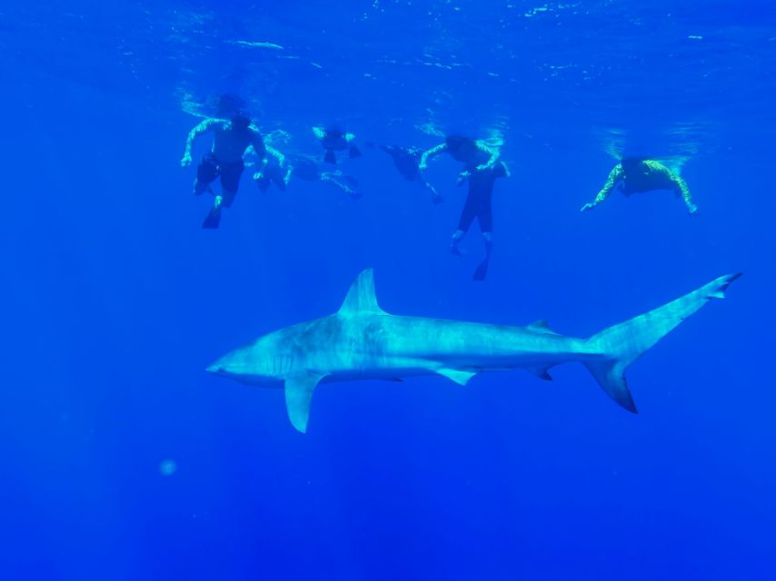 Oahu: North Shore Cageless Shark Snorkeling Tour - Experience the Thrill of Cageless Snorkeling