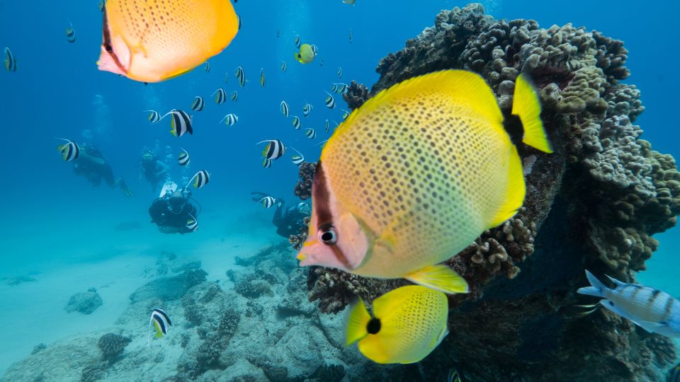 Oahu: Waikiki Discovery Scuba Diving for Beginners - Booking and Logistics Details