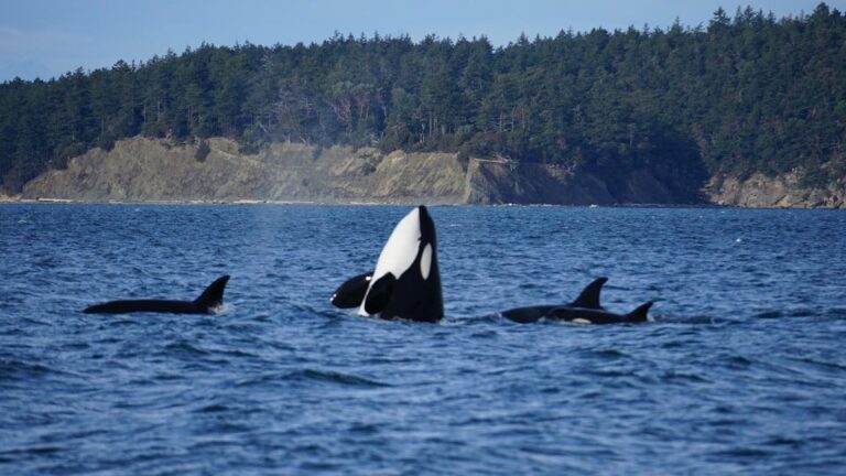 Orcas Island: Orca Whales Guaranteed Boat Tour