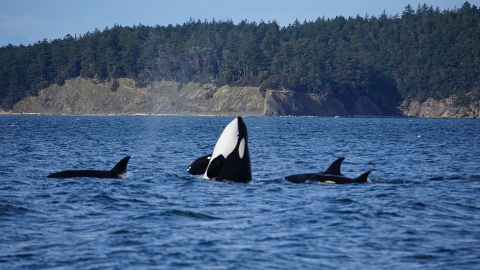 Orcas Island: Orca Whales Guaranteed Boat Tour - Tour Duration and Cancellation Policy