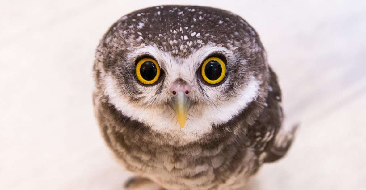 Owl Cafe Tokyo Akiba Fukurou - Booking Details