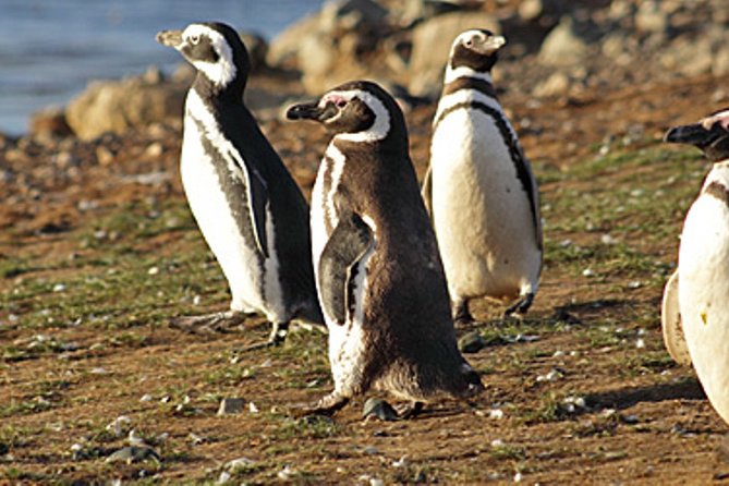 Penguin Colony in Ushuaia - Booking Details