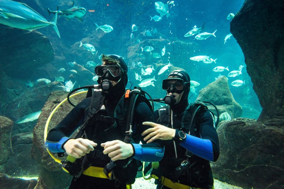 Porto Moniz: Diving With Sharks and Rays in Madeira Aquarium - Activity Details