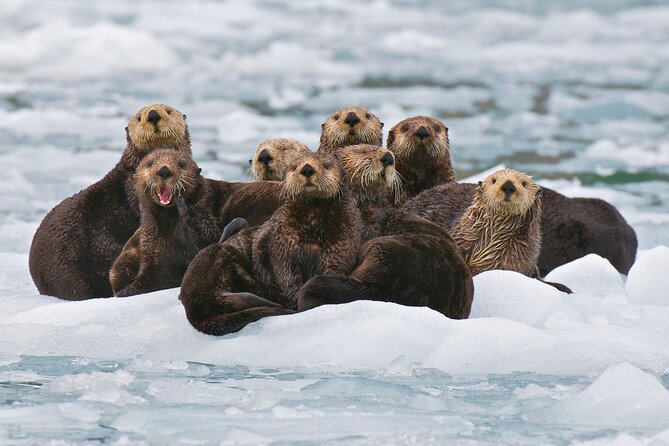 Prince William Sound Glacier Cruise  – Anchorage