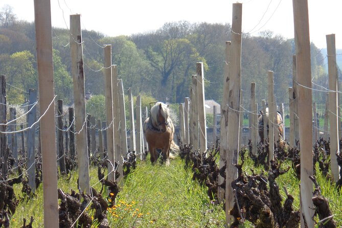 Private Excursion With Tasting in Burgundy - Pricing and Inclusions