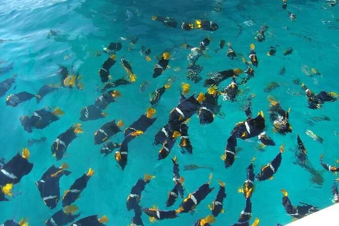 Private Snorkeling Tour to Los Arcos - Booking Information