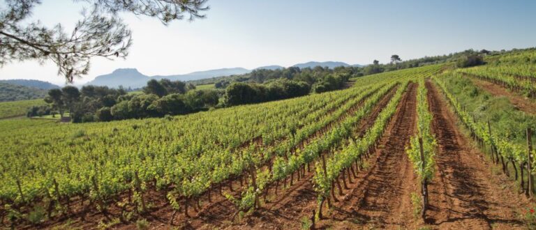 Provence Wine Tour – Small Group Tour From Cannes