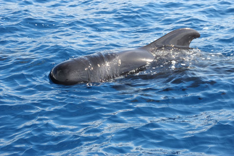 Puerto Colon : Whale & Dolphins Sailing Excursion - Excursion Details