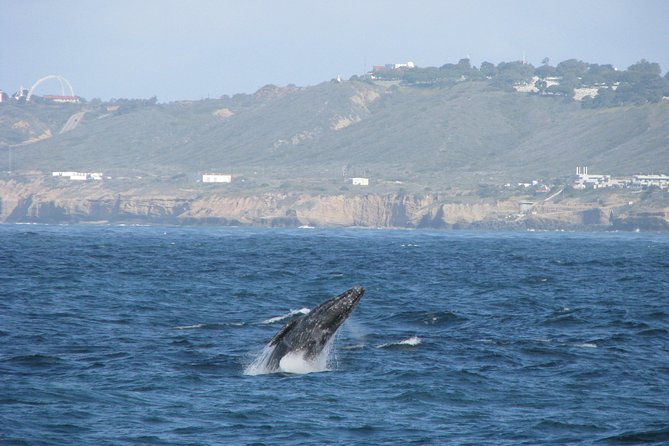 San Diego Whale Watching Cruise - Booking Details and Logistics